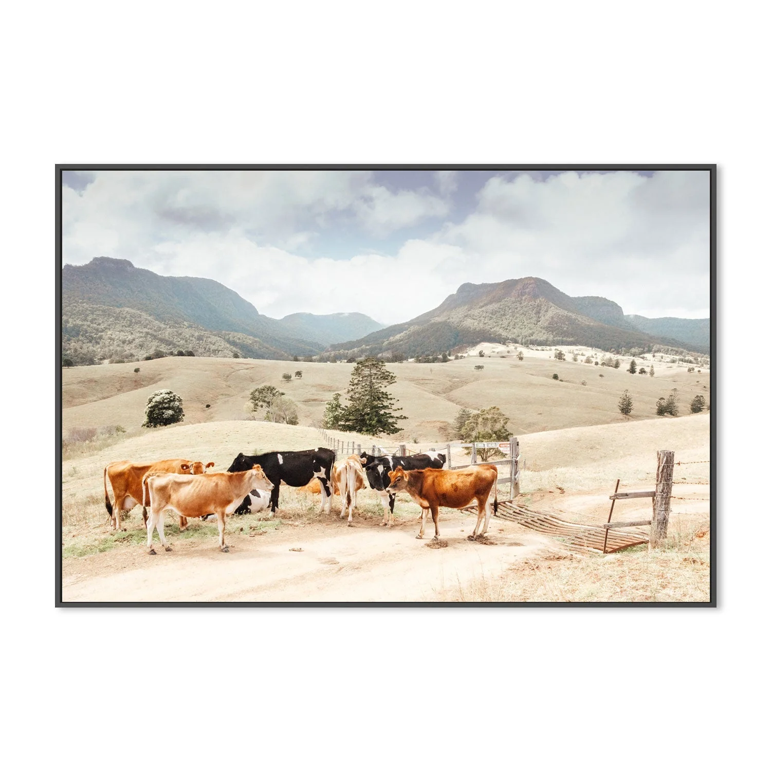 Farm Cows, Darlington, South East Queensland - Image 3