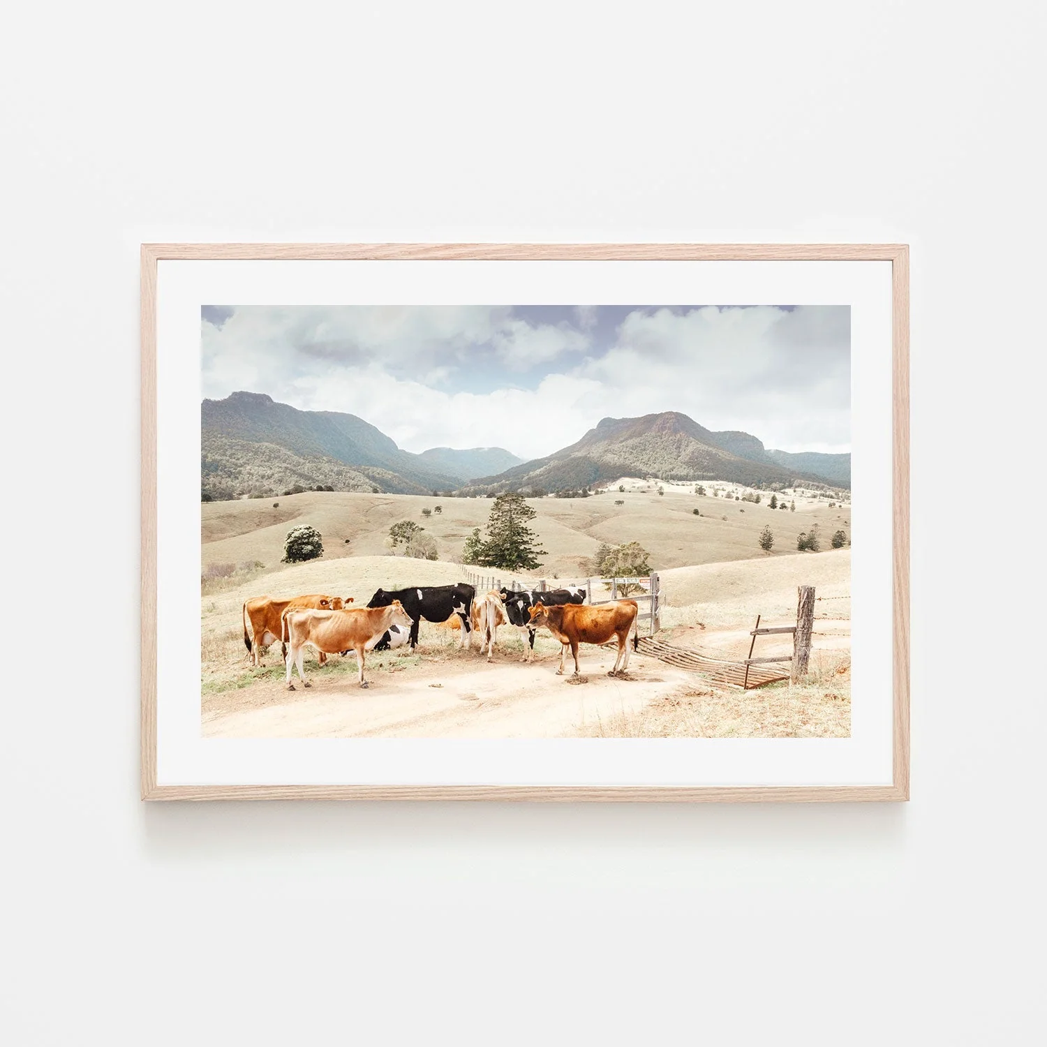 Farm Cows, Darlington, South East Queensland - Image 6